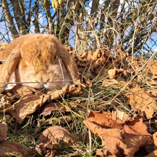 ferienhof ruessmann hoftiere. jpg