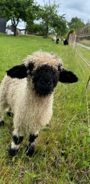 ferienhof ruessmann hoftiere.jpg