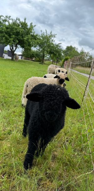 ferienhof ruessmann hoftiere. jpg