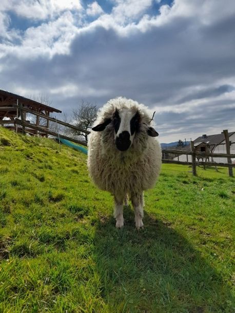 Ferienhof Ruessmann Tiere
