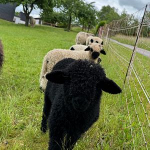 ferienhof ruessmann hoftiere. jpg