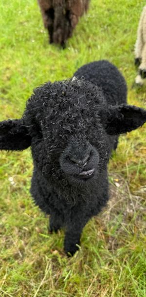 ferienhof ruessmann schaf