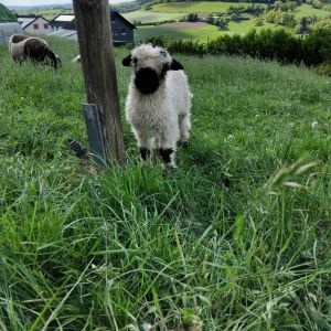 ferienhof ruessmann schafe