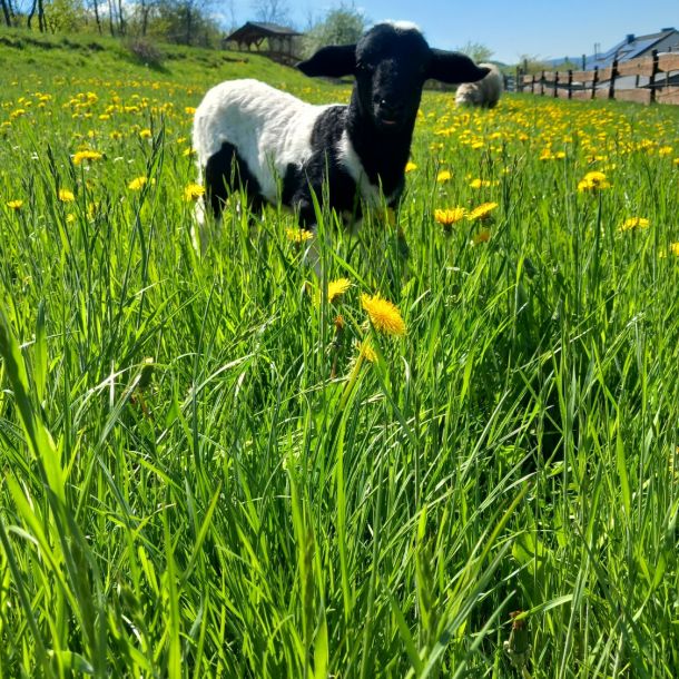 ferienhof ruessmann tiere  