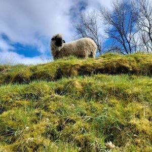 Ferienhof Ruessmann Tiere Ferienhof Ruessmann Tiere